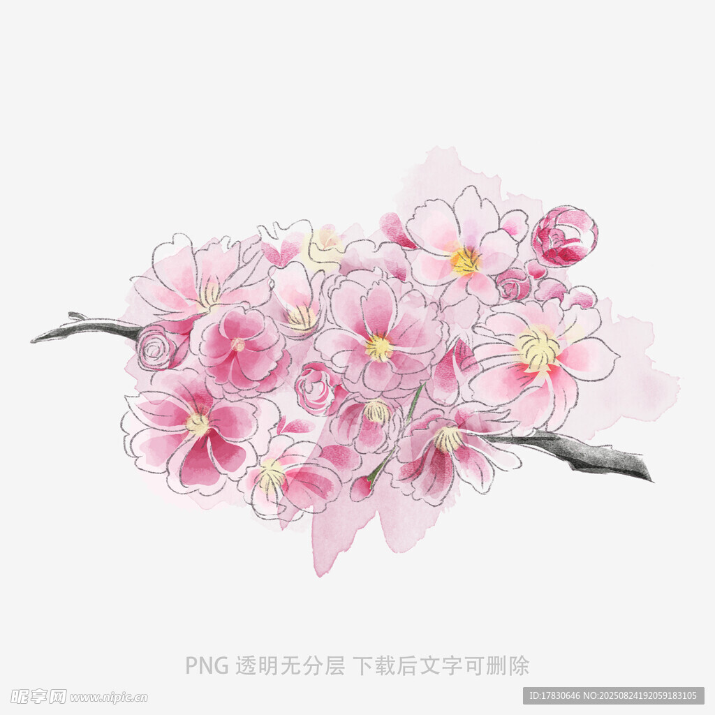 手繪粉色爛漫櫻花枝