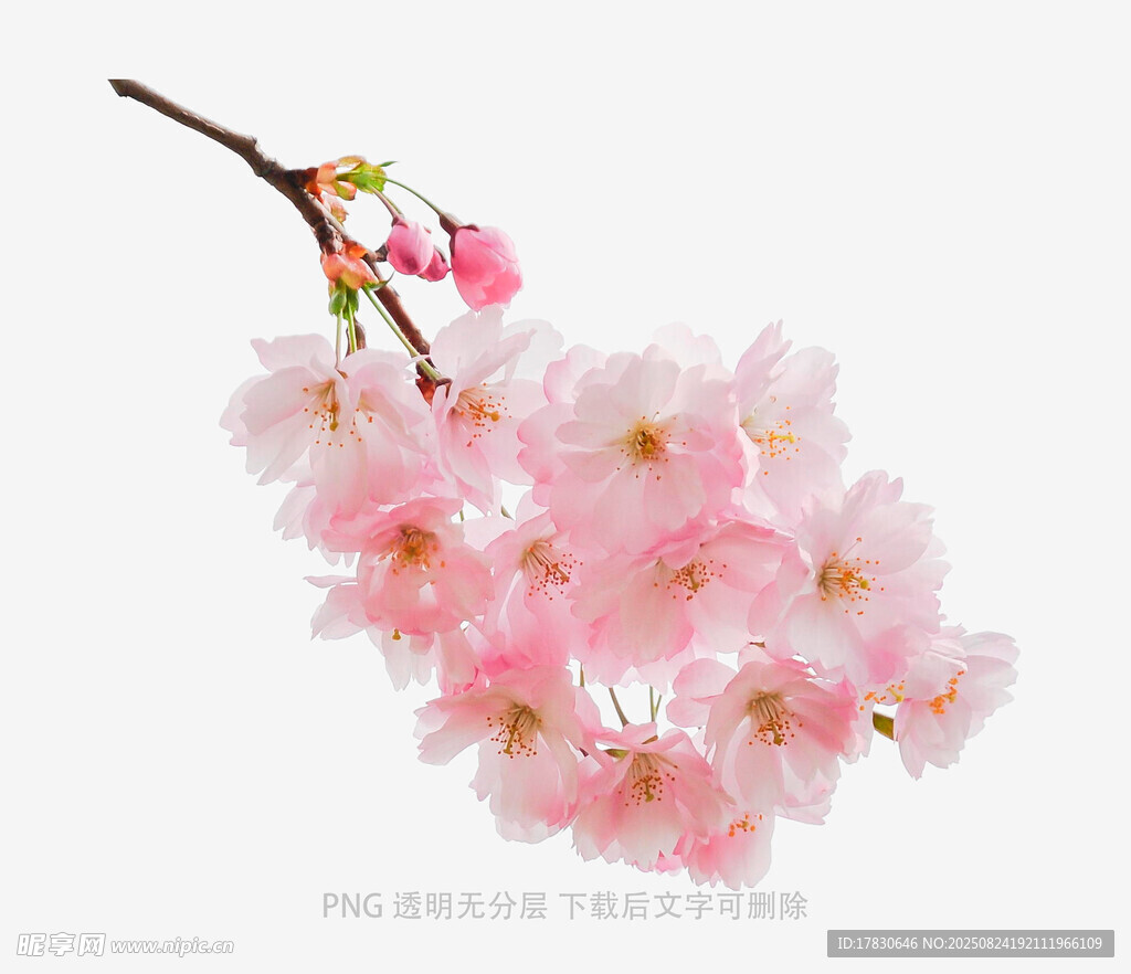 枝頭粉嫩櫻花綻放