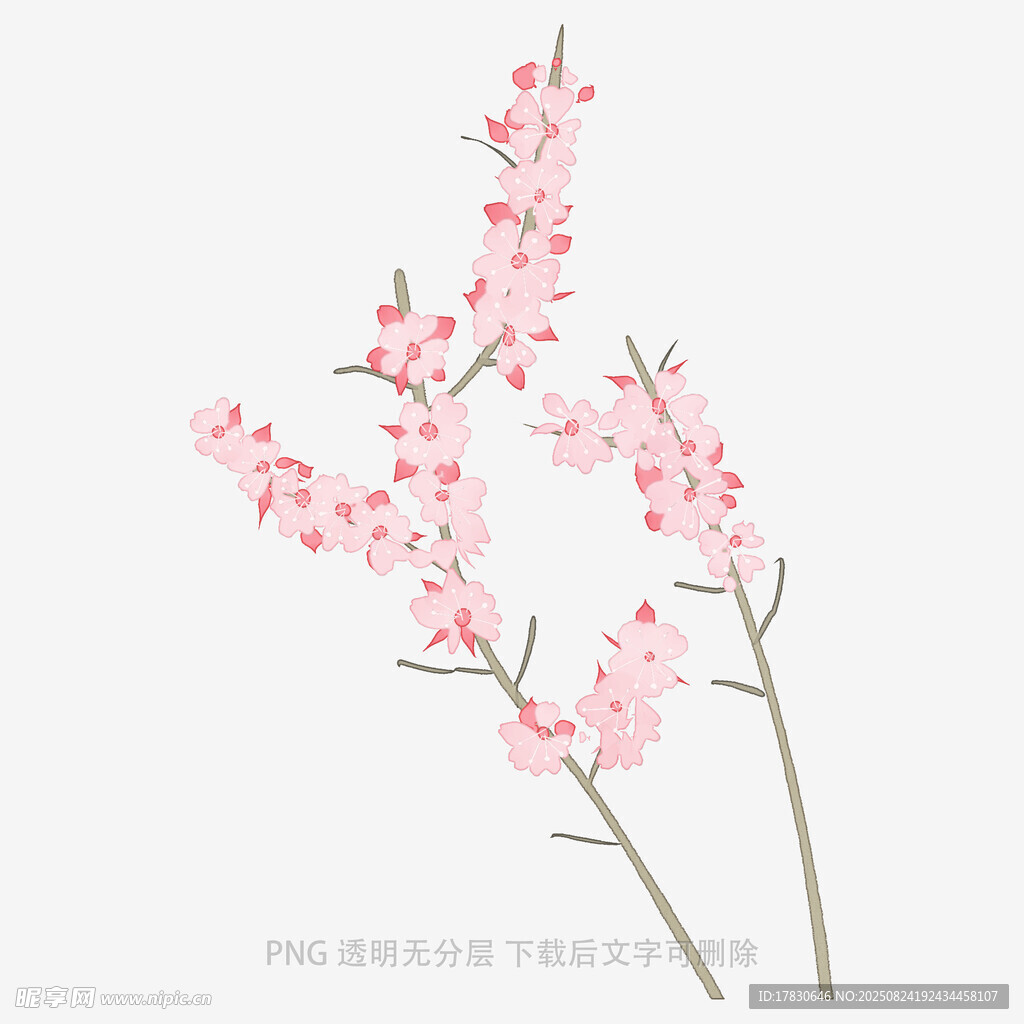粉色桃花枝插畫