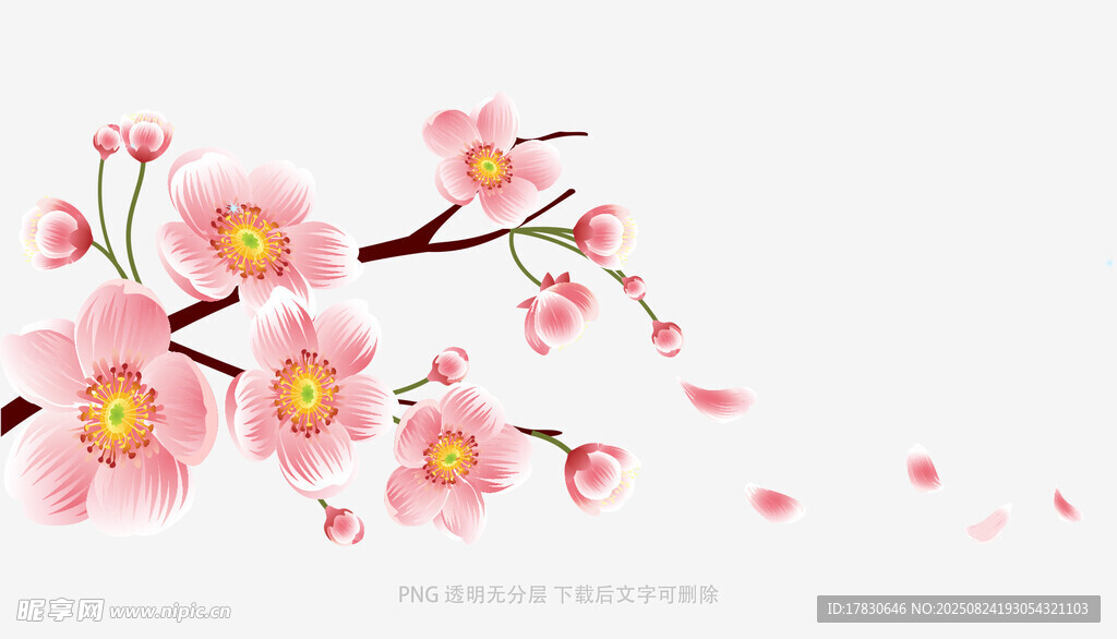 粉色爛漫櫻花枝