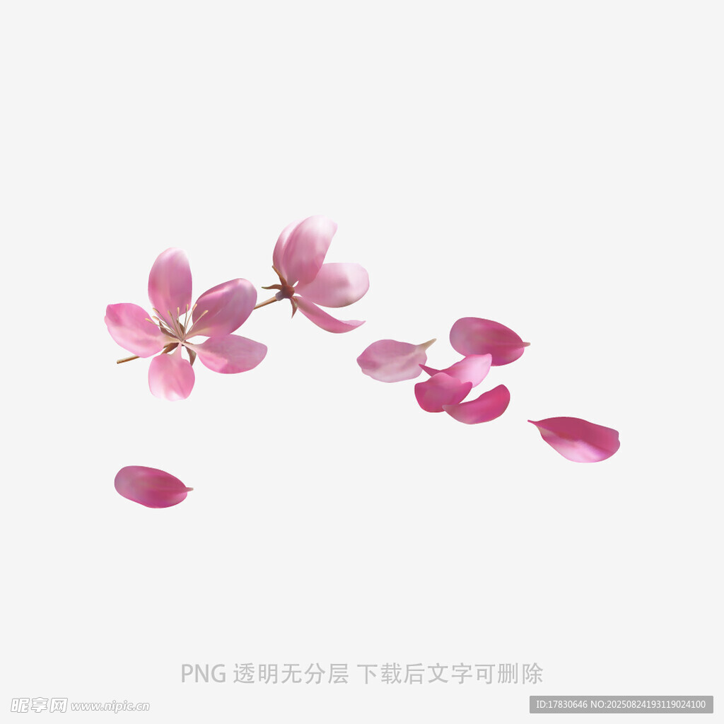 粉色飄落花瓣唯美畫面
