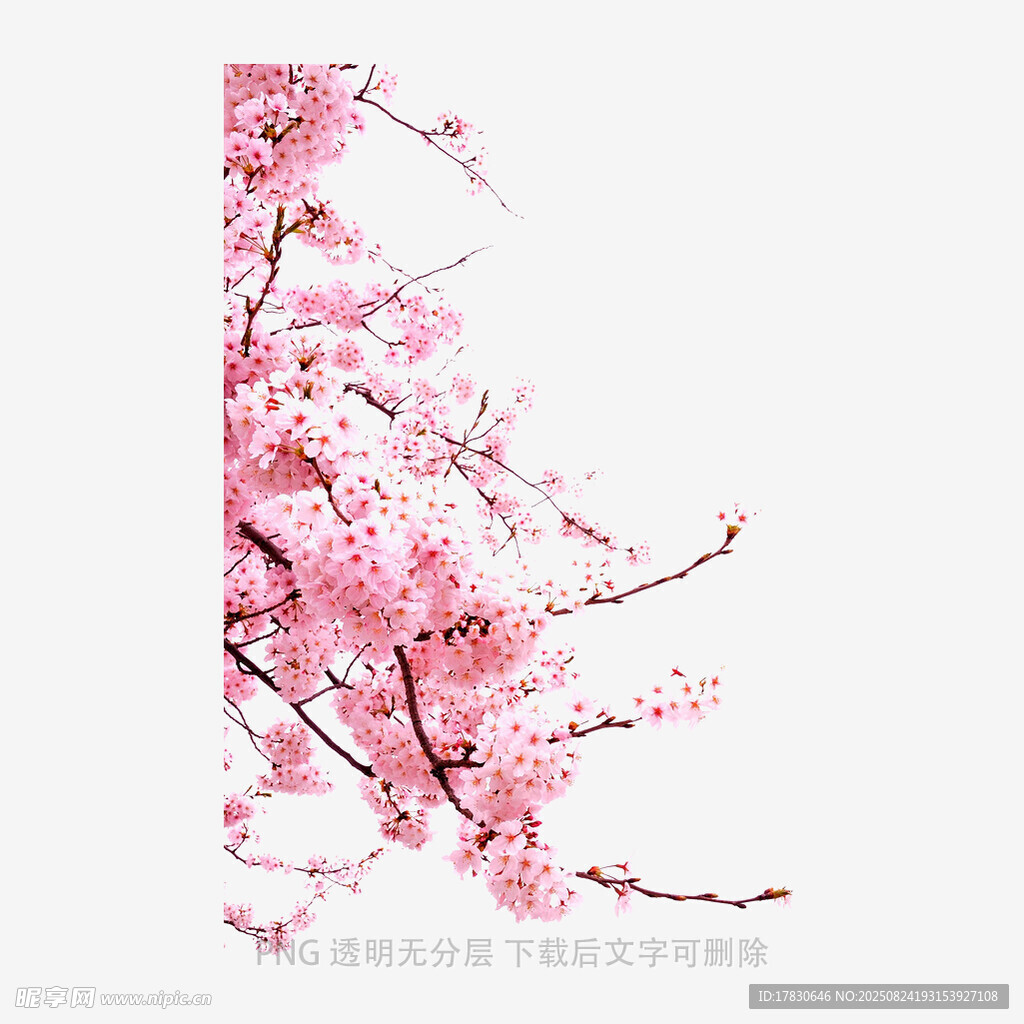 粉色爛漫櫻花枝