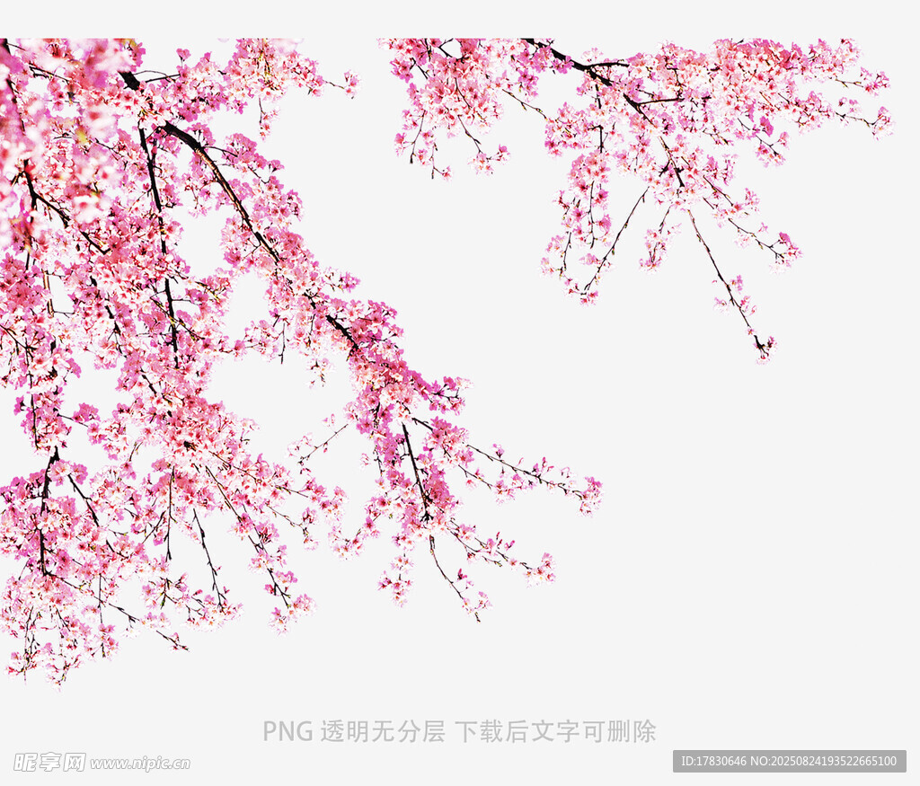 粉色垂枝櫻花唯美畫面