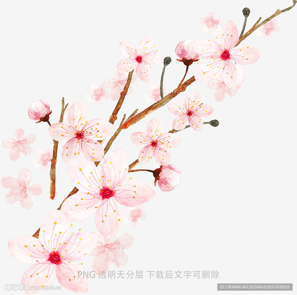 粉色爛漫櫻花枝
