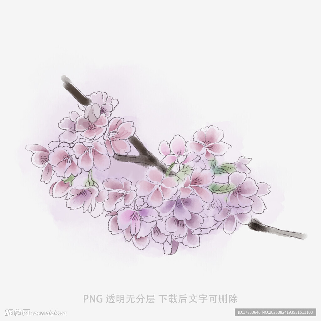 淡紫色櫻花枝插畫