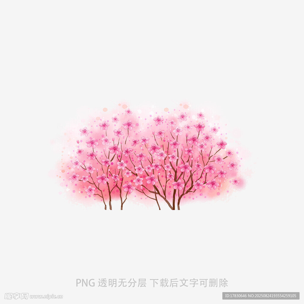 粉色爛漫櫻花樹