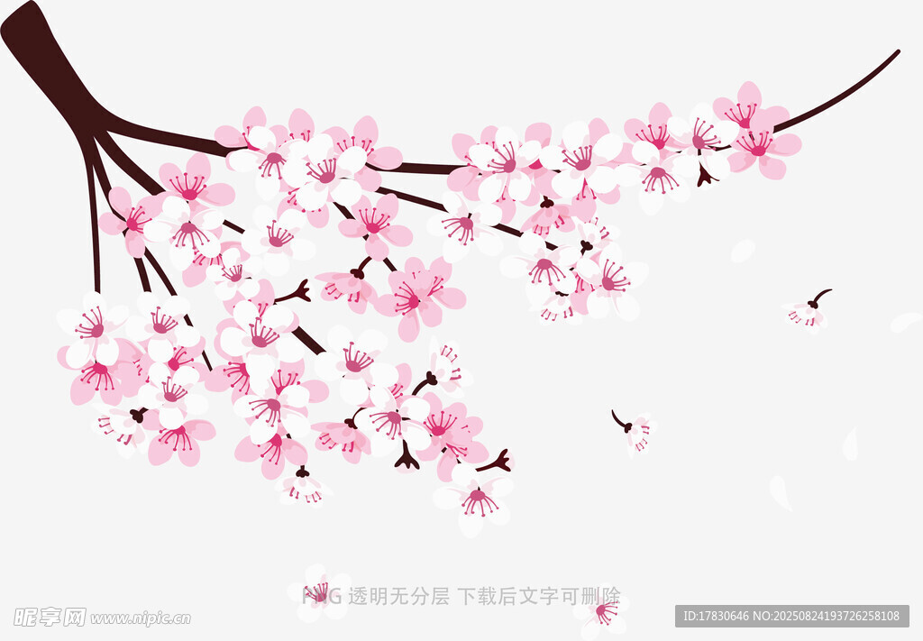 粉色櫻花樹(shù)枝插畫(huà)