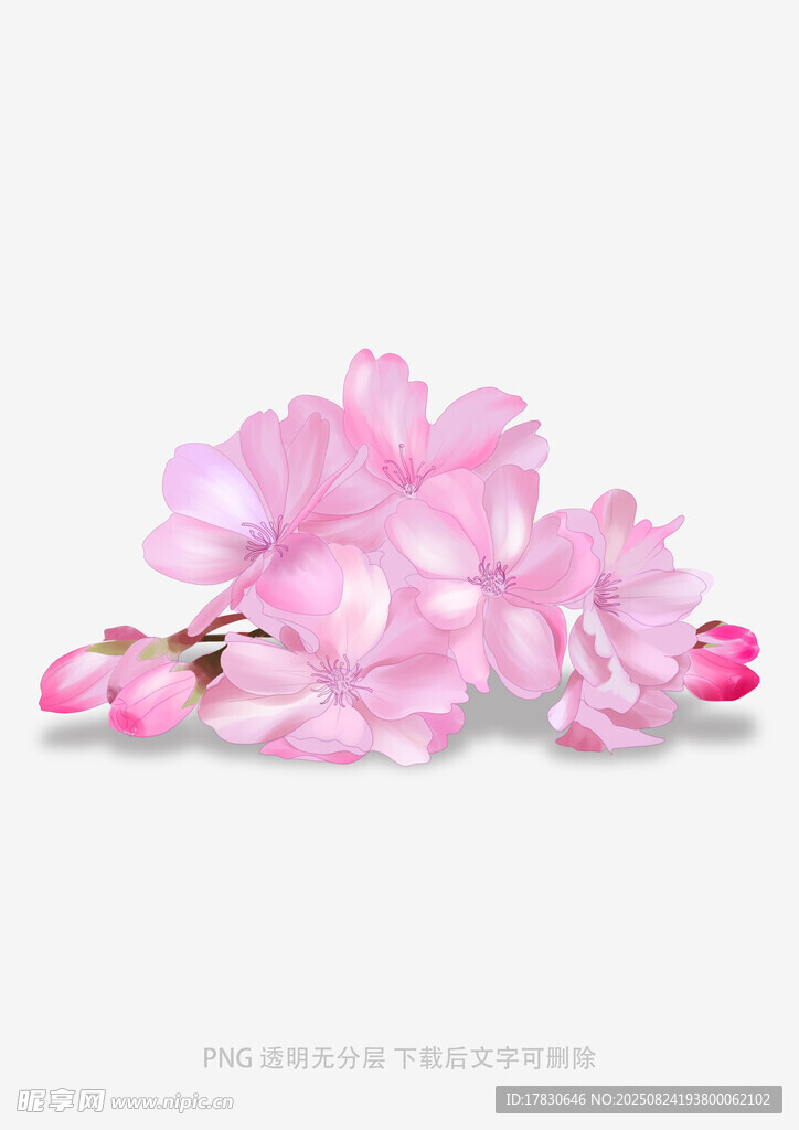 粉色爛漫櫻花花瓣特寫