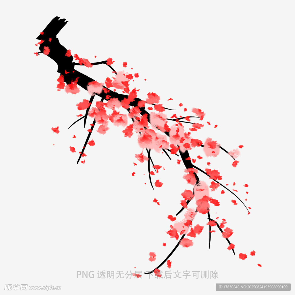紅梅綻放枝頭