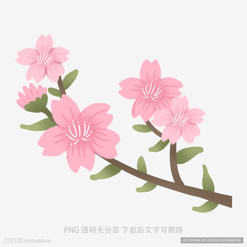 粉色杜鵑花枝條插畫(huà)