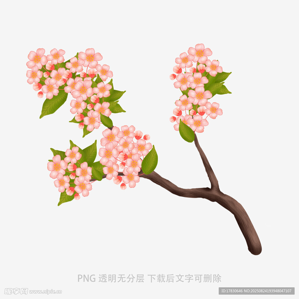 粉色桃花枝插畫