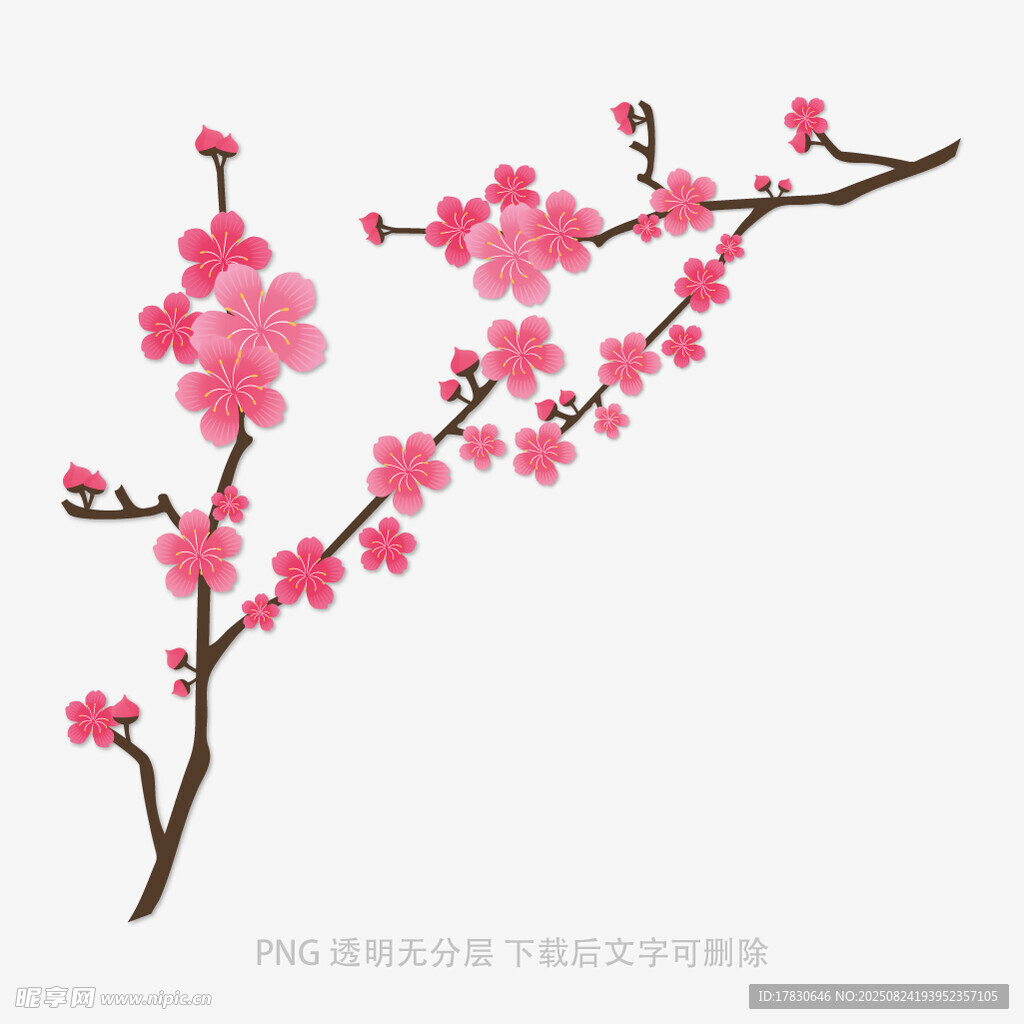粉色綻放的美麗梅花枝