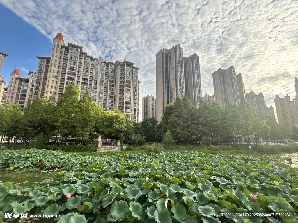 城市荷塘美景