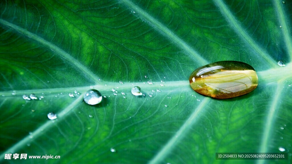 綠葉上的晶瑩水珠