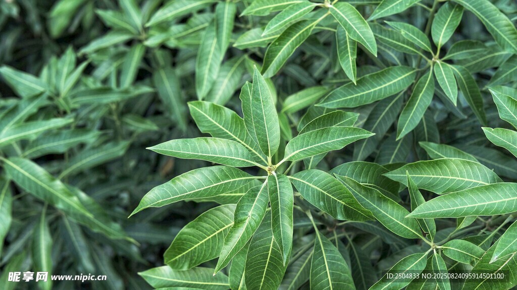 翠綠茂盛的掌狀葉片植物