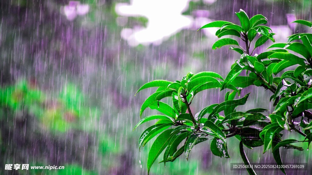 雨中翠綠枝葉