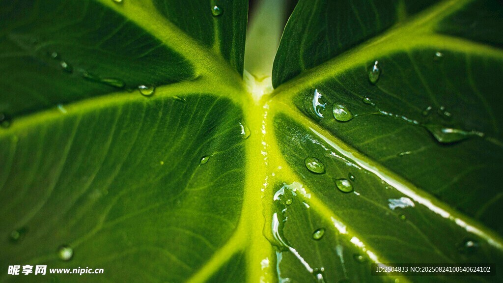 葉脈上的晶瑩水珠