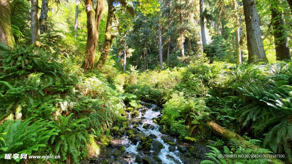 林間溪流 綠意盎然的自然景