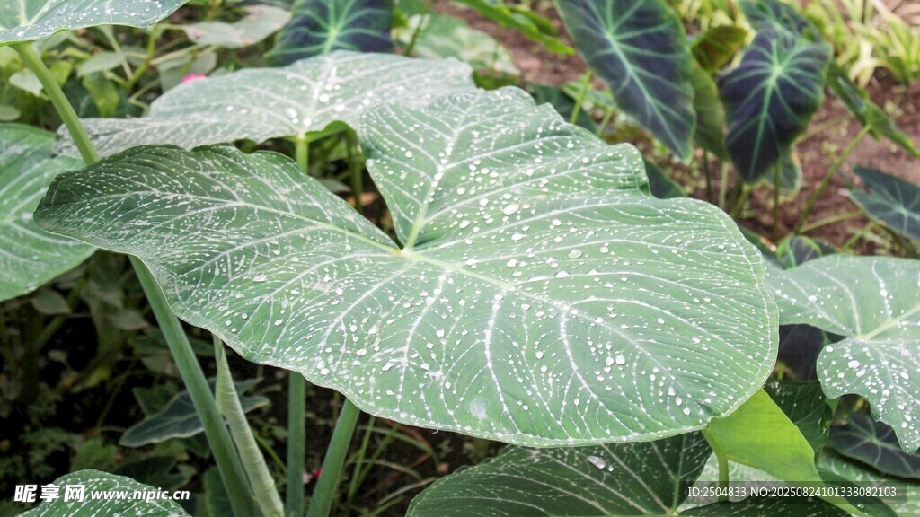 大葉片綠植特寫