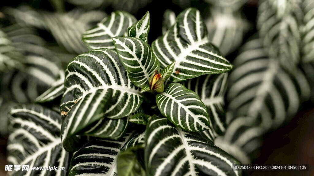 條紋綠植特寫