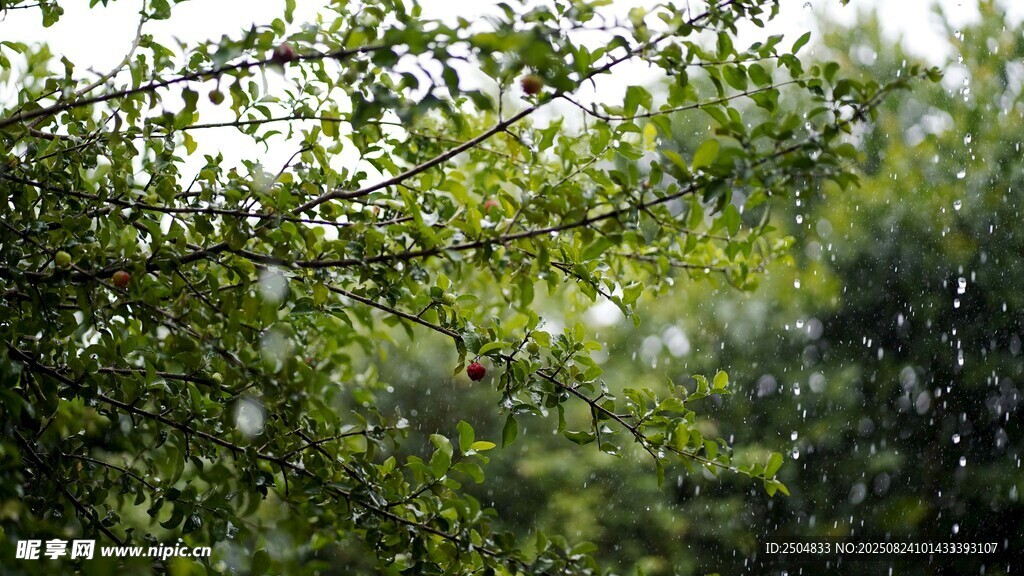 雨中蔥郁樹(shù)林