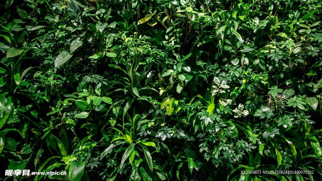 翠綠繁茂的植物景觀