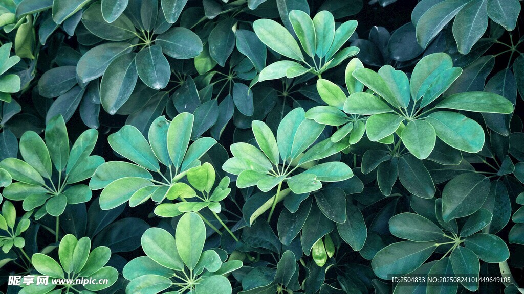 翠綠繁茂的綠葉植物