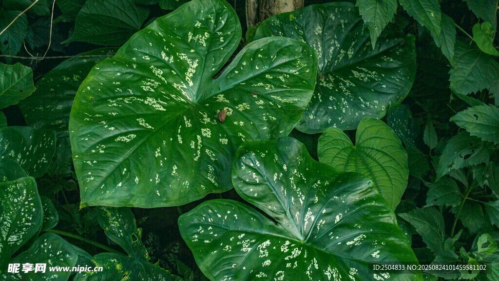 斑點綠葉植物特寫