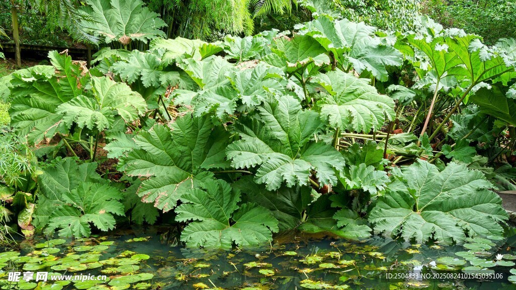 池塘邊茂盛的綠色水生植物