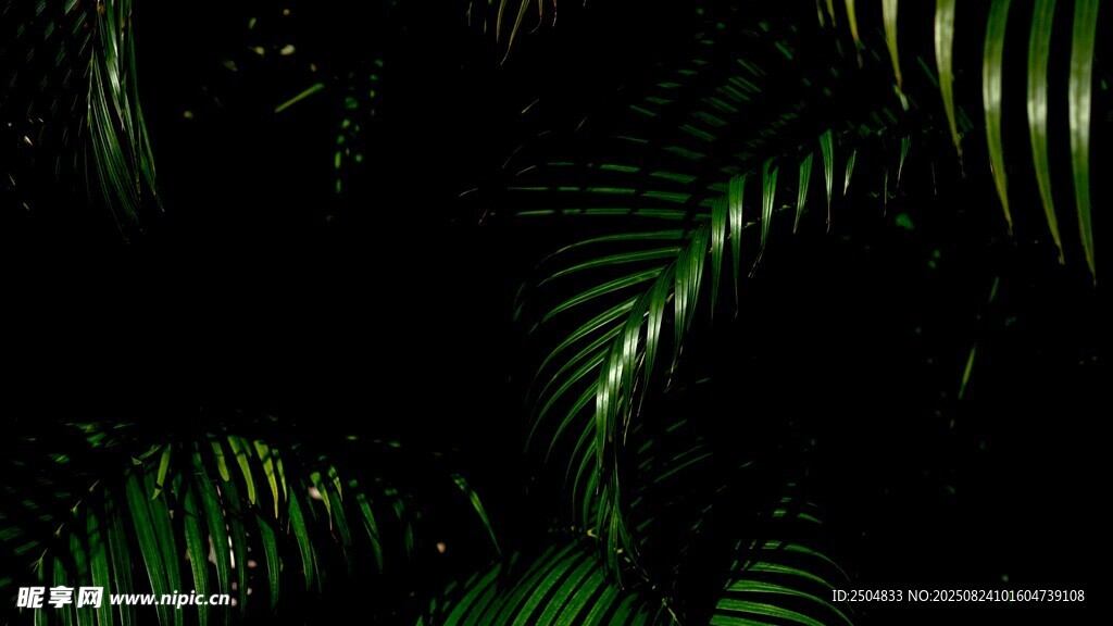 神秘暗黑系熱帶植物葉片