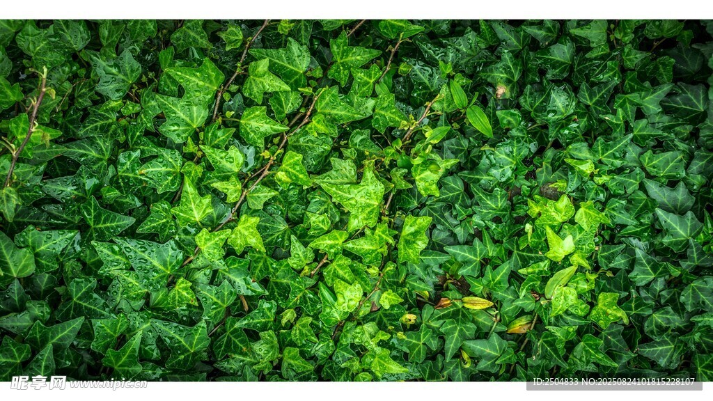 翠綠繁茂的生機綠葉墻