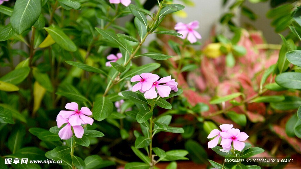 粉色小花綻放綠葉間