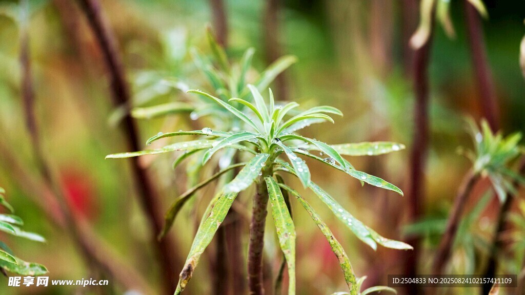 嫩綠植物特寫