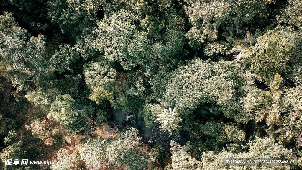 空中俯瞰繁茂綠植景觀