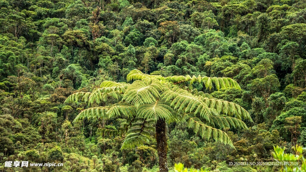 森林中的蕨類植物