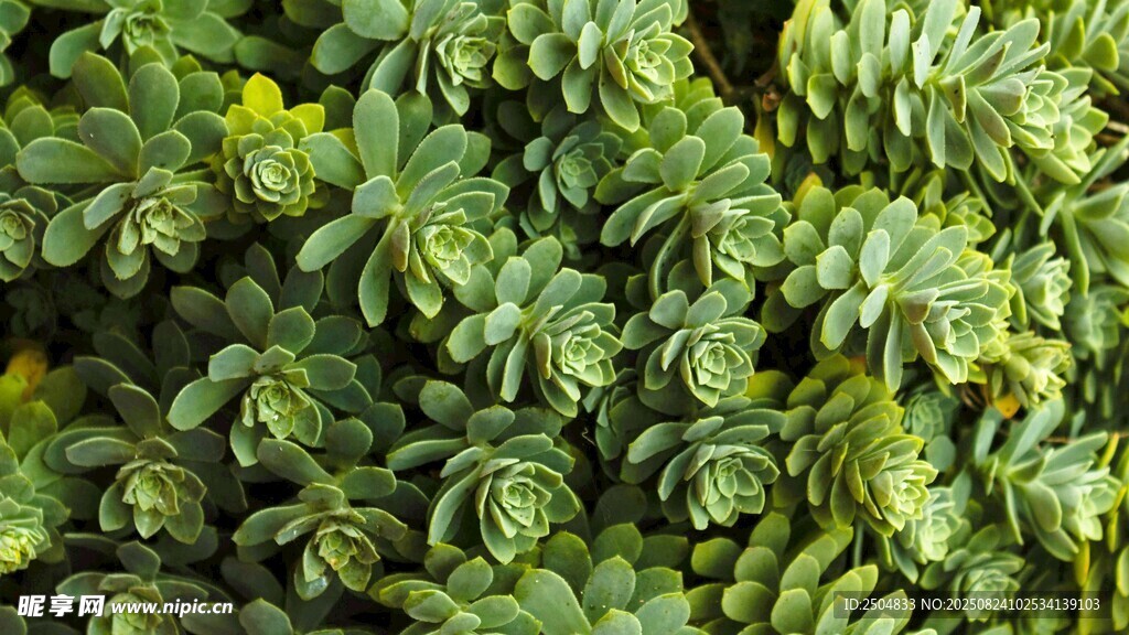 翠綠多肉植物特寫