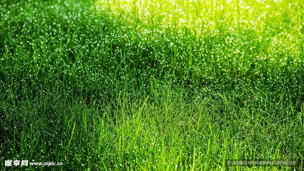 翠綠草地 陽光灑落的生機
