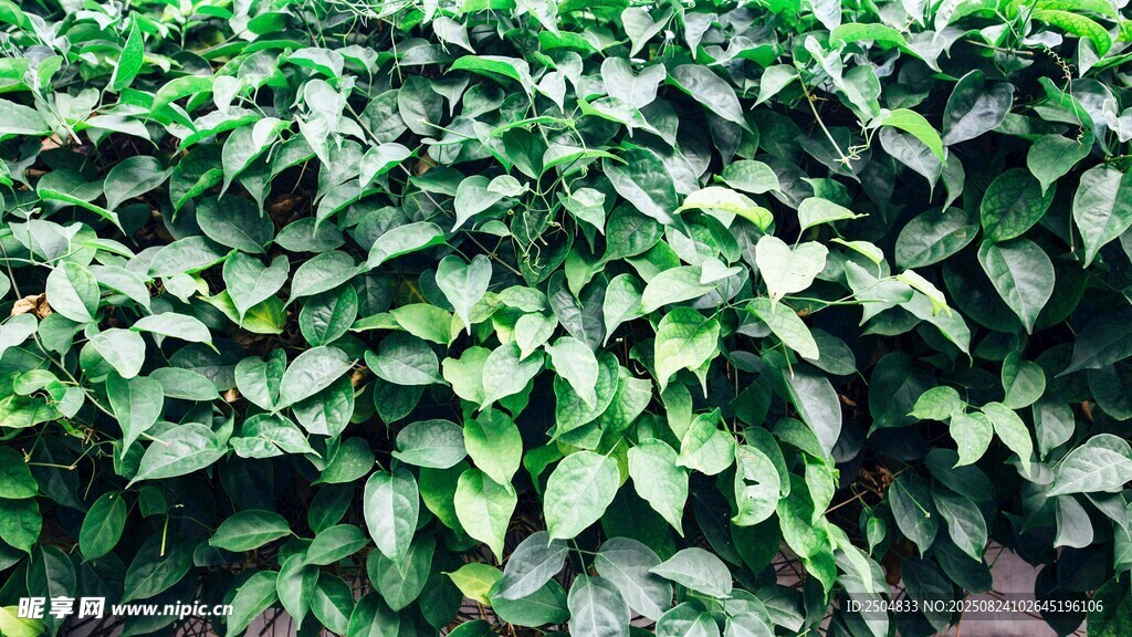 茂密翠綠的植物葉片