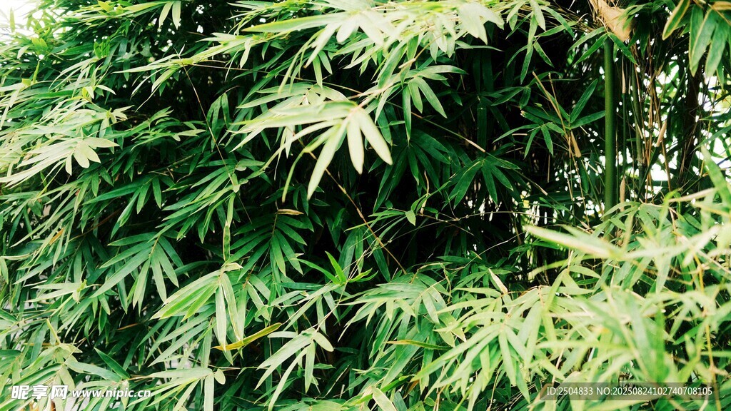 翠綠繁茂的竹葉景觀