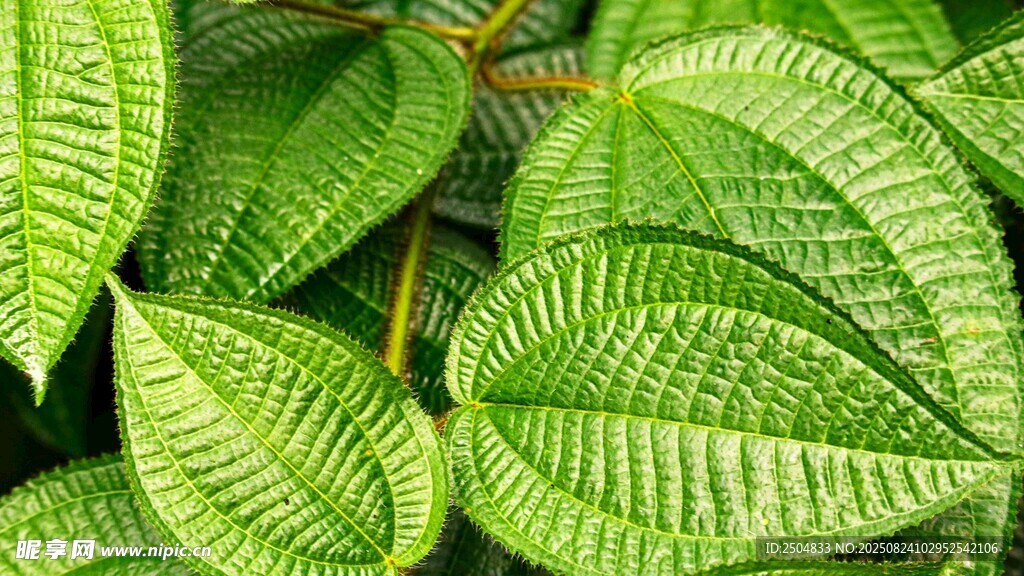 翠綠脈絡(luò)清晰的植物葉片