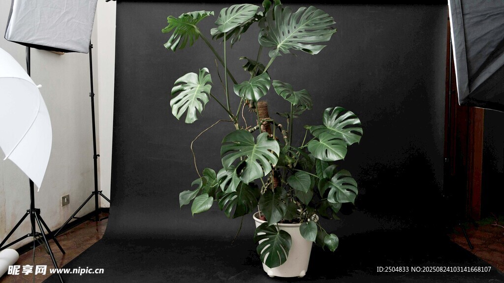 室內(nèi)綠植盆栽展示