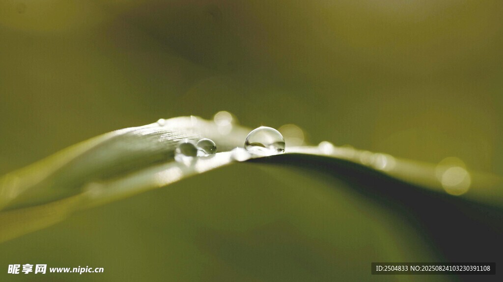 葉片上晶瑩的剔透水珠