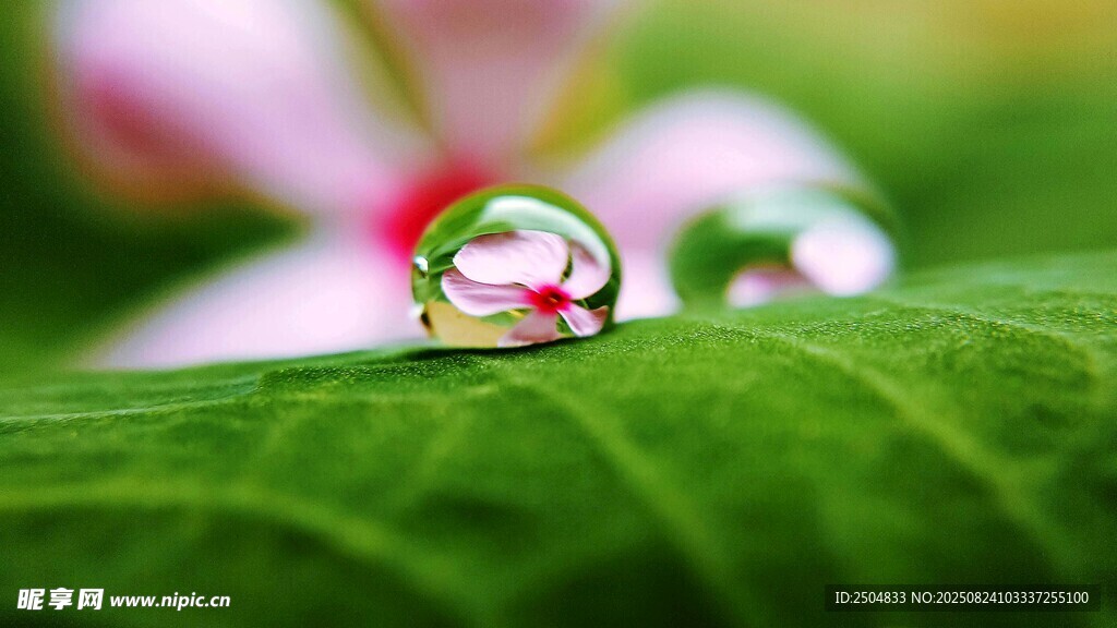 綠葉上晶瑩的剔透水珠