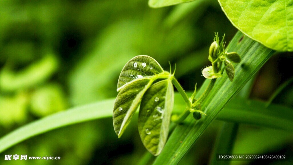 嫩綠新生植物葉片特寫