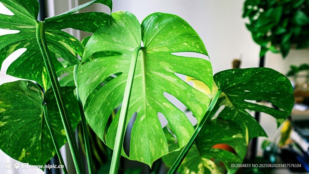 龜背竹綠植特寫