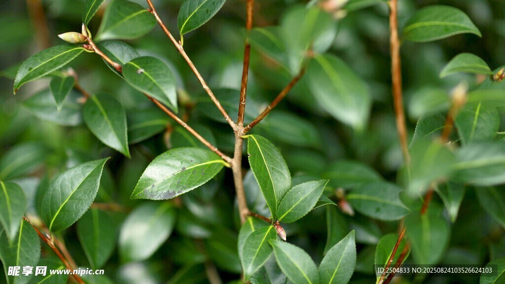 翠綠枝葉植物特寫