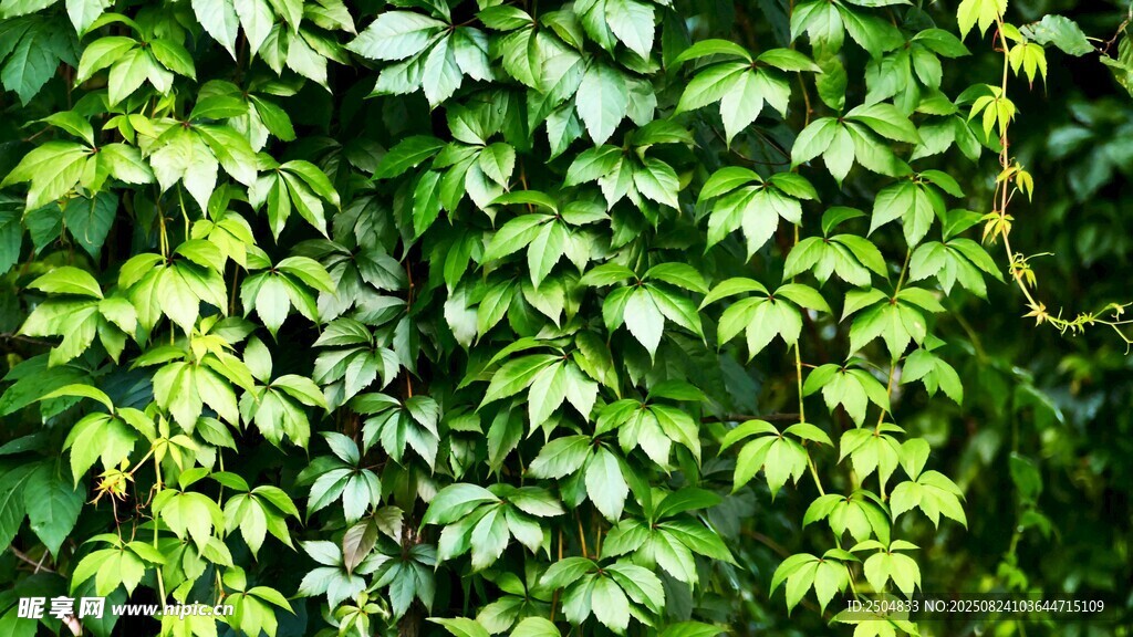 翠綠繁茂的爬山虎藤蔓