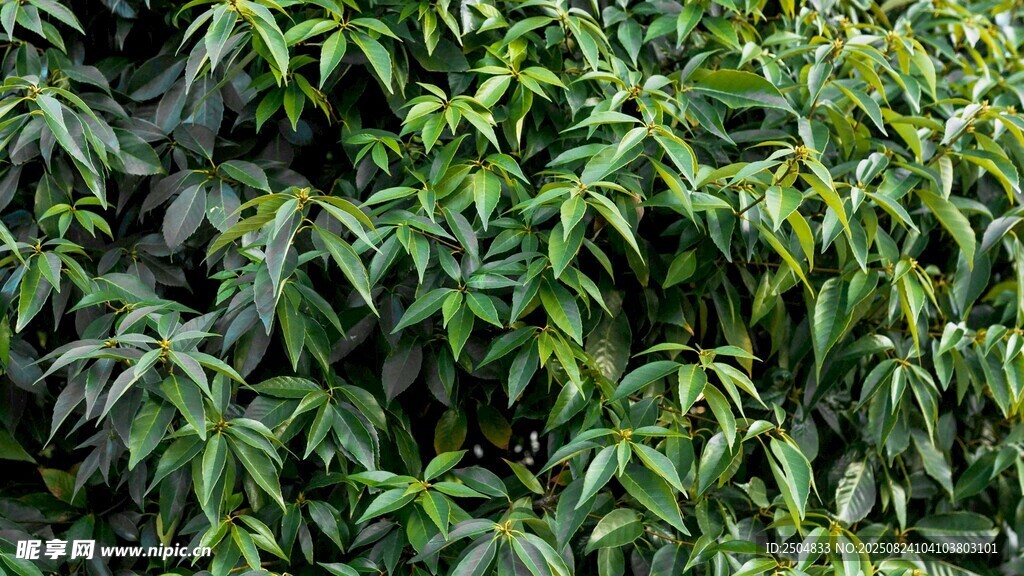 翠綠繁茂的植物墻