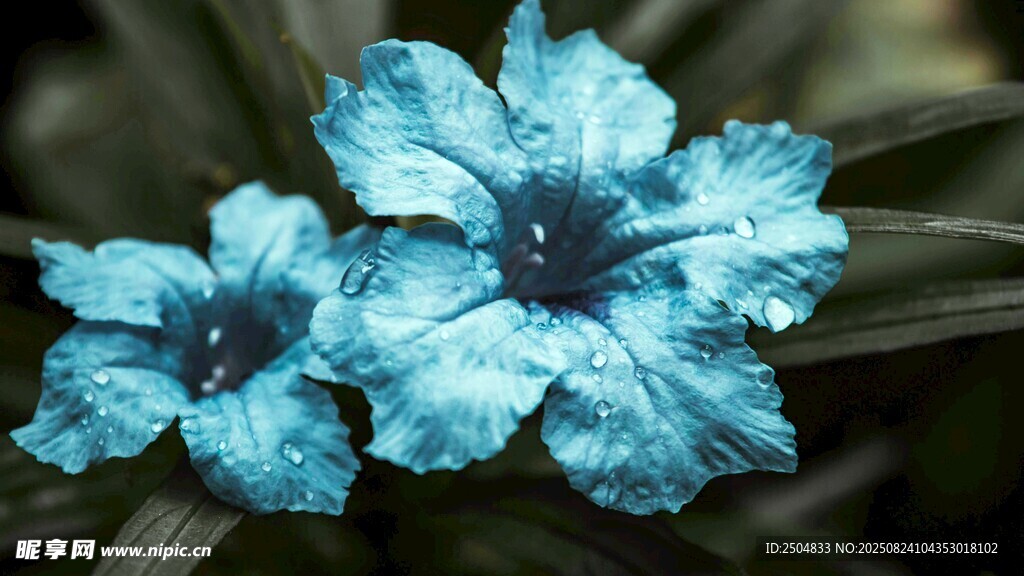 藍(lán)花綻放 清新雅致之美