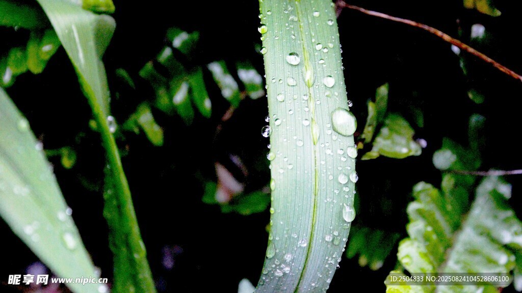 葉片上的晶瑩水珠